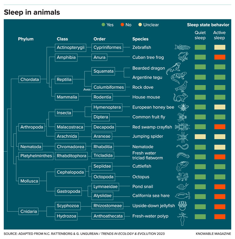 Sleep in animals chart