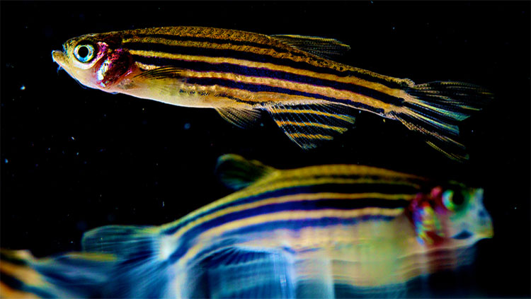 Colorful Zebrafish