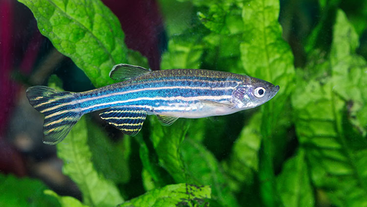 Image of Zebrafish