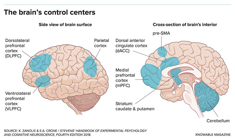 graphic of brain's control centers