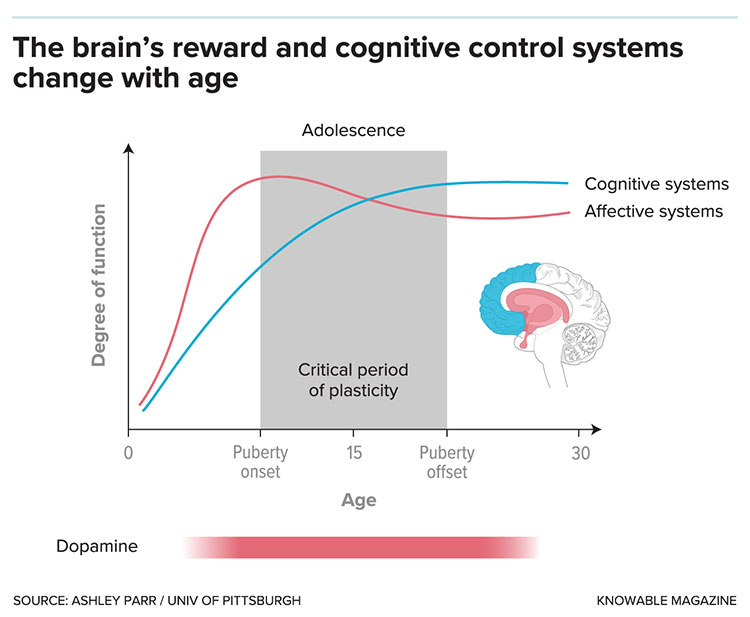 Graphic of the brain's reward system