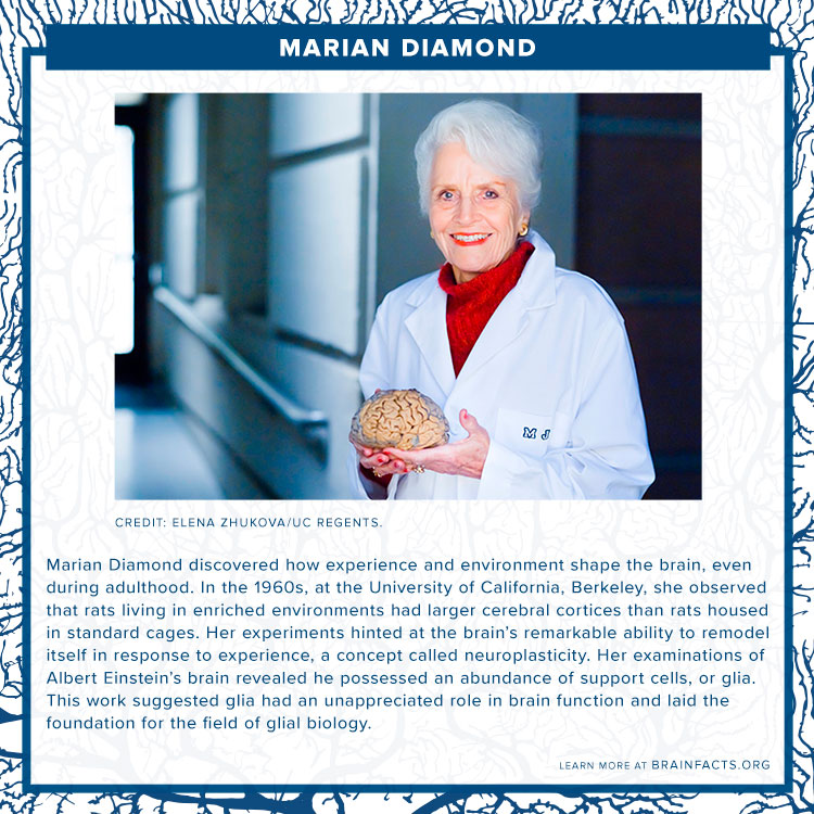 brain byte of marian diamond