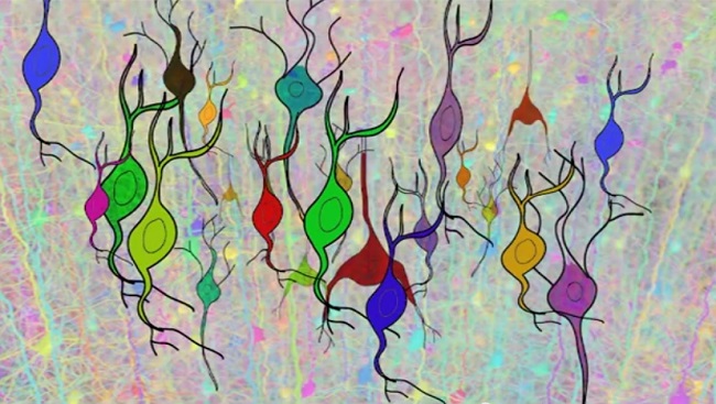 Mulit-colored neurons