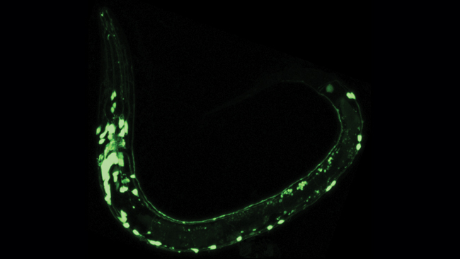 A roundworm injected with GFP glows