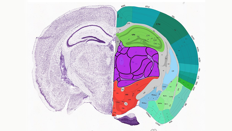 https://www.brainfacts.org/-/media/Brainfacts2/In-the-Lab/Tools-and-Techniques/Article-Images/Data-Driven-Mouse-brain-atlas.png