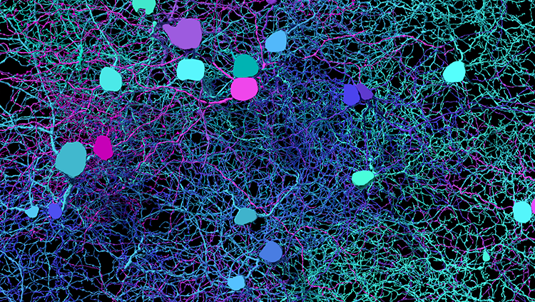 Image of mapped connections between cells in the retina