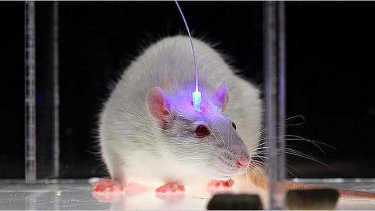 Optogenetic technique in a mouse