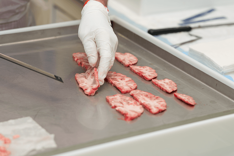 Researcher laying cross sections of a human brain on a tray