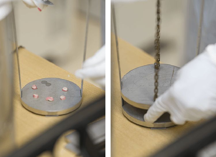 Researcher pressing human brain tissue samples before freezing