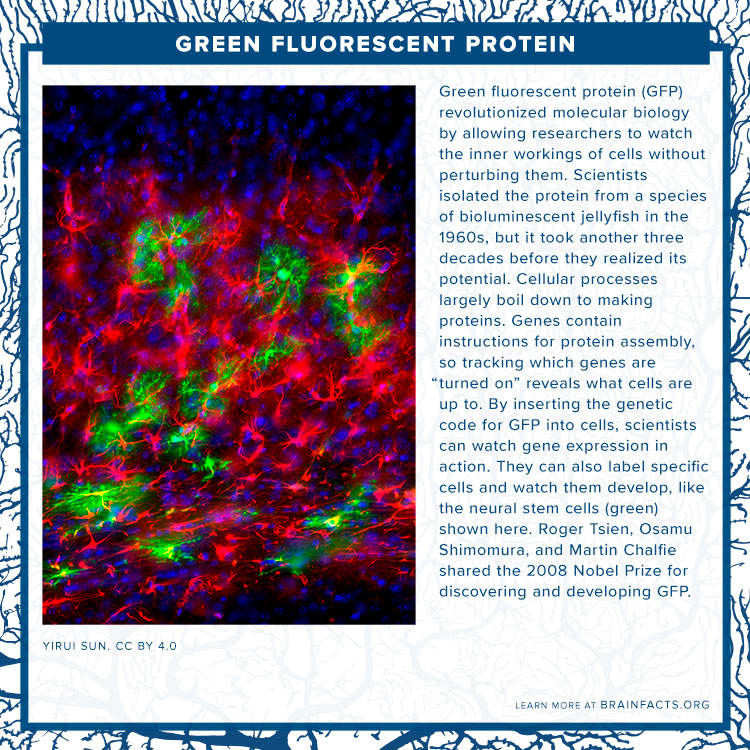 Green Fluorescent Proteins Brain Byte