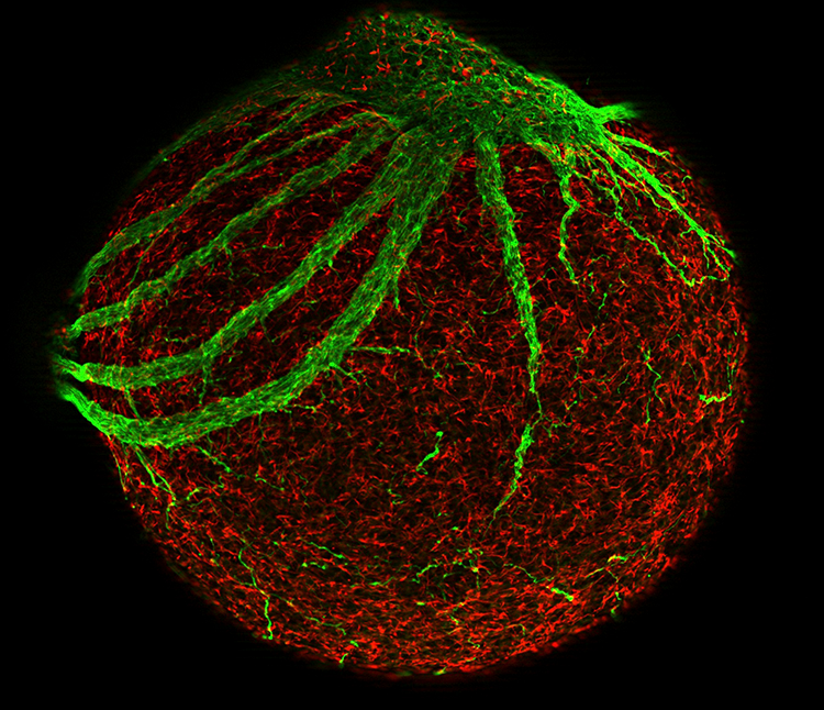green and red stem cell 