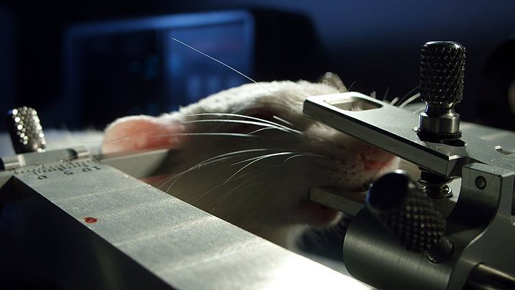 Mouse in treatment