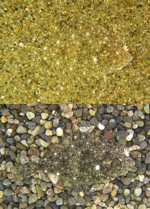 Flounder