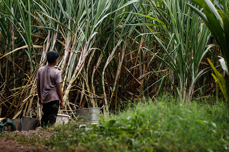 Boy standing by sugarcane field