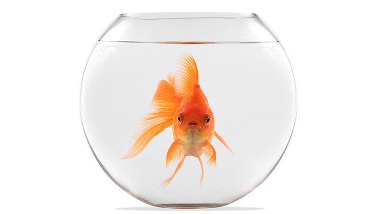 Goldfish in a bowl