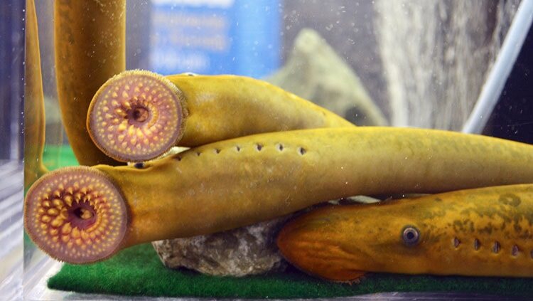 Jawless sea lamprey 