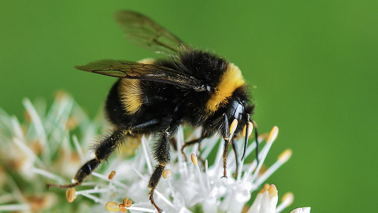 bumblebee and a flower