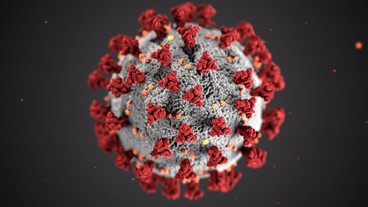 illustration of the coronavirus