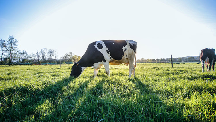 cow in the fiels