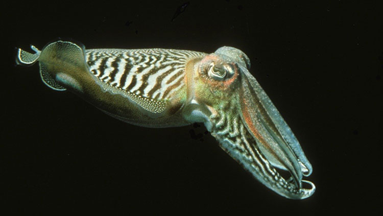 The common cuttlefish against a black background