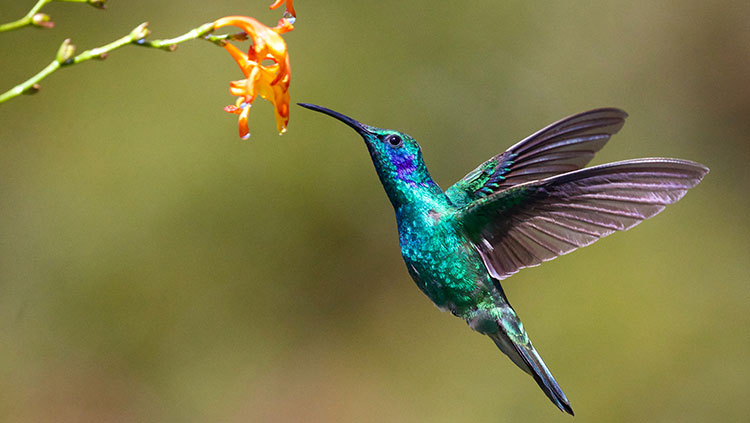 Hummingbird and flower