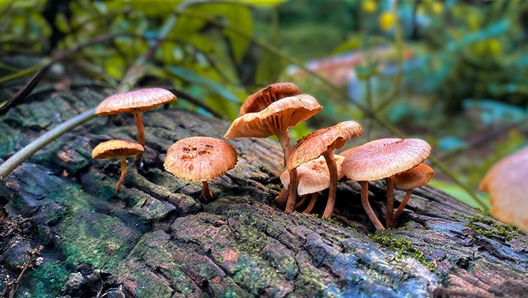 Mushrooms on log