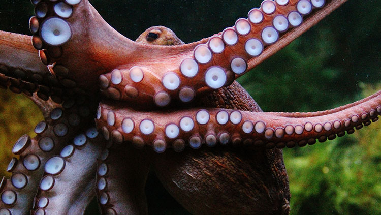 Octopus