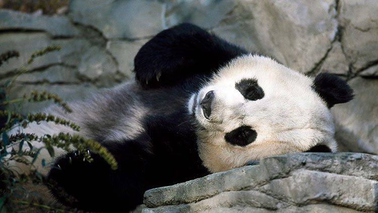 panda laying down