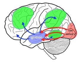 brain illustration