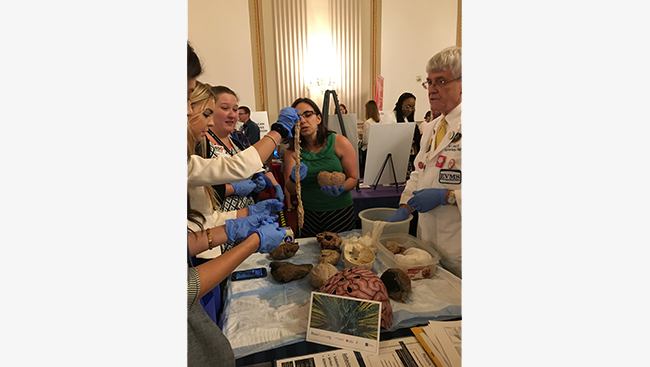 Participants hold a spinal cord as Neuroscientist Hilary Gerstein describes its role in the nervous system.