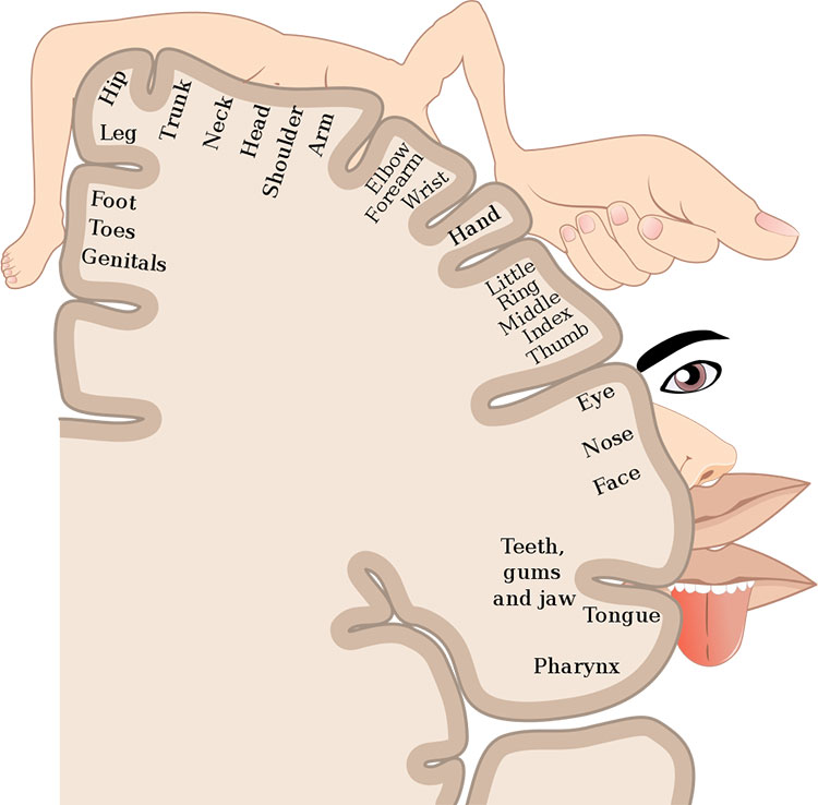 2D sensory homunculus