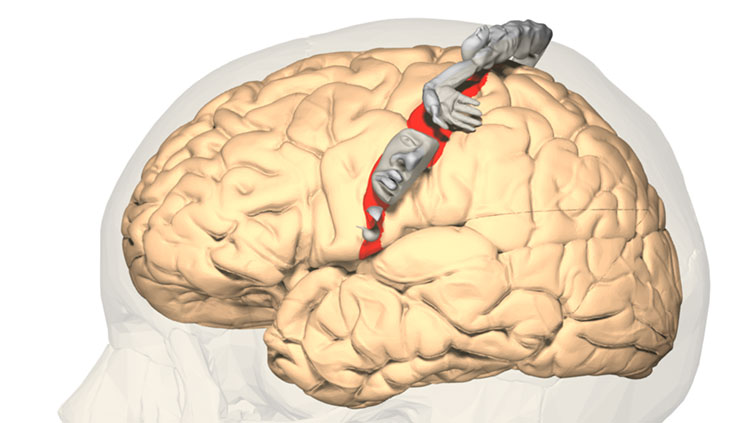 Primary Somatosensory Cortex