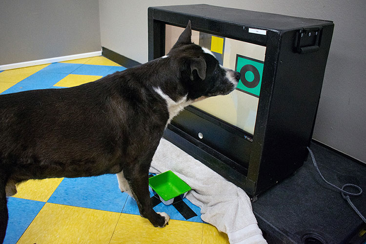 dog staring at screen