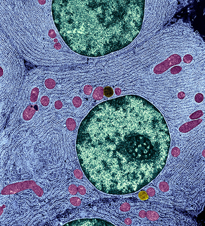 magnified view of organelles inside a cell