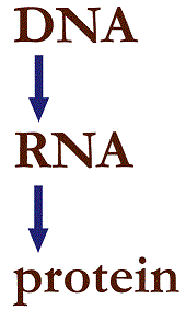 DNA-RNA-Protein