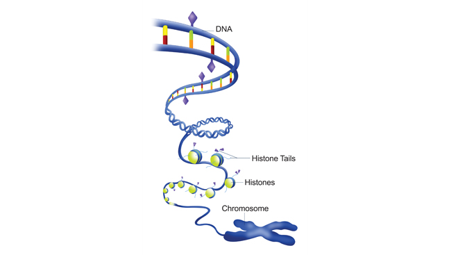 Epigenetic marks on histones 