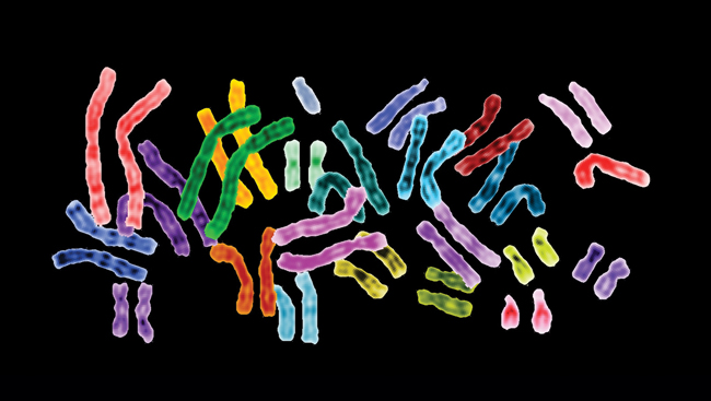 Human chromosomes 