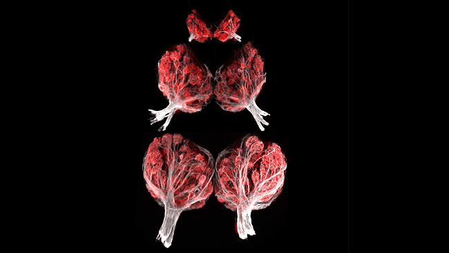 Olfactory bulbs from zebrafish.