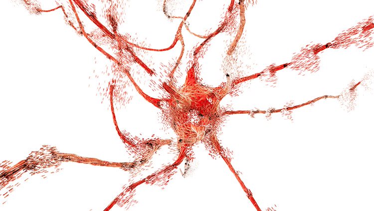 Image of a neuron
