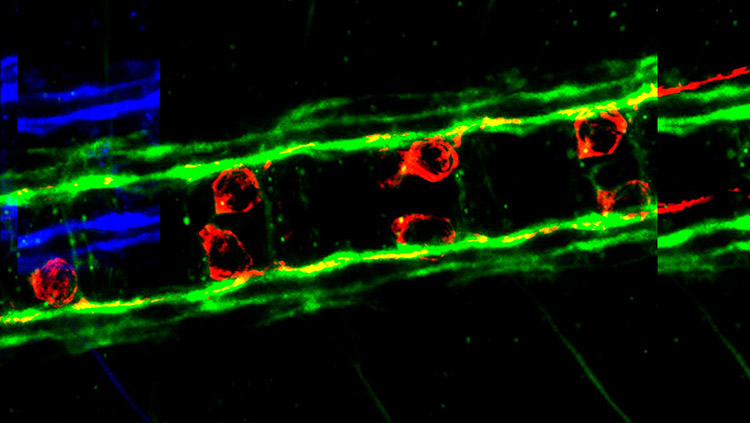 Image of pioneer cells 