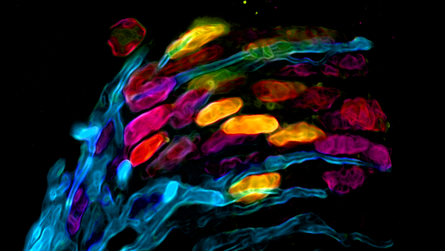 The above image provides a snapshot of neural precursor cells (pink and yellow) in a mouse embryo that will mature into different types of spinal cord neurons (blue), depending on the signals they receive.