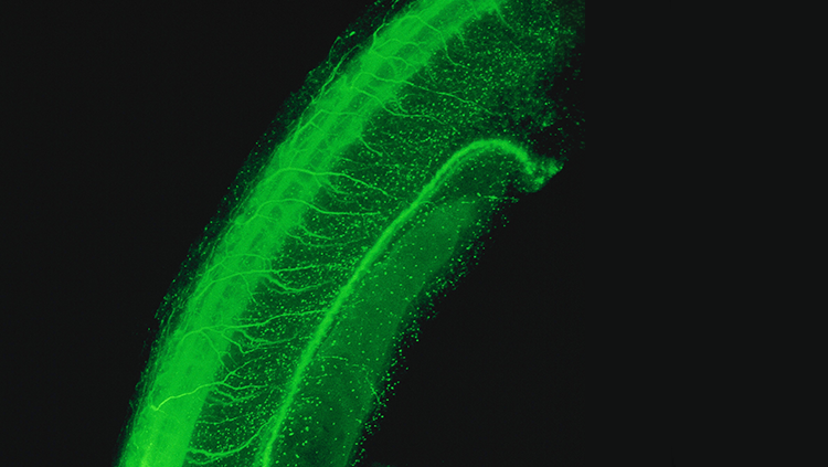 An image of a neural tube in green
