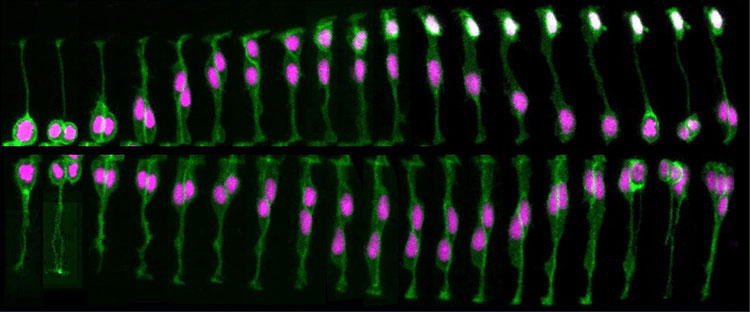 Cell division in a live zebrafish embryo.