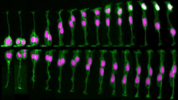 Cell division in the brain of a live zebrafish embryo