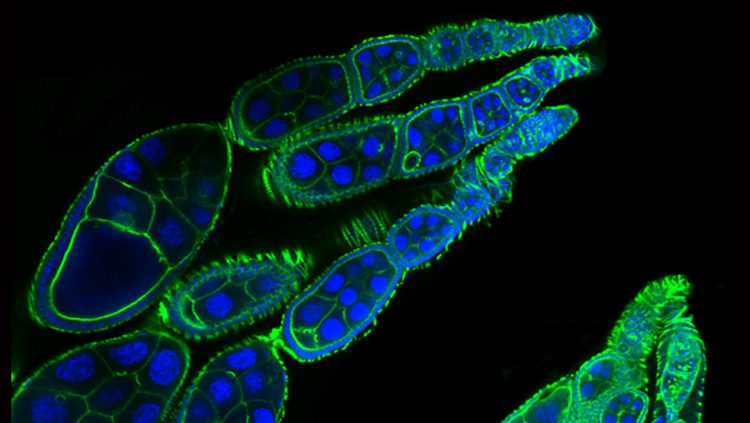 Ovary of a fruit fly