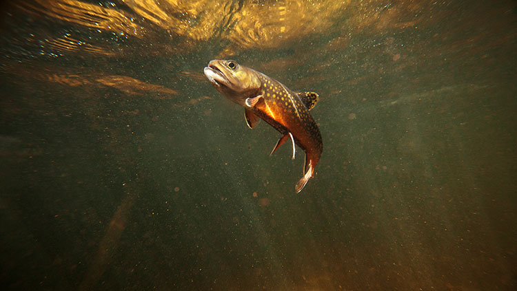 Brook trout