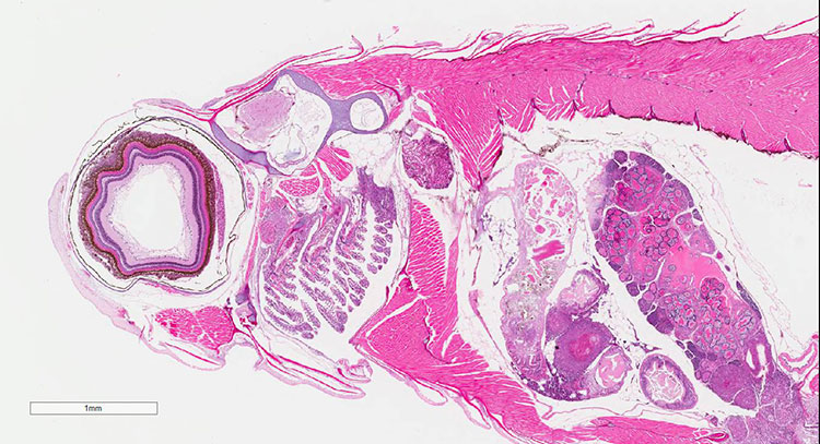 Anatomy of male guppy