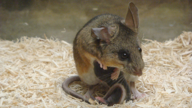 Scientists often use mice to study the changes in the brain brought on by parenting. Here, a male mouse nurtures one of his offspring.