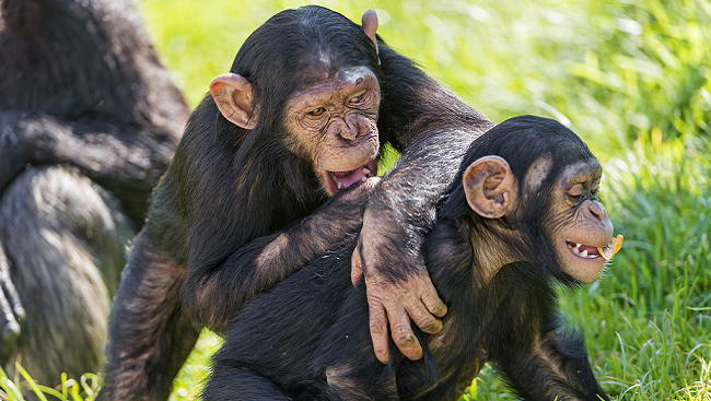 Young chimpanzees laughing and playing in grass.
