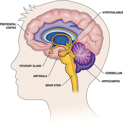 child brain region illustration